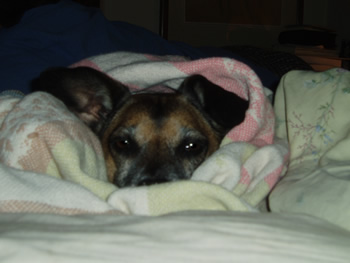 dog in a blanket on a bed